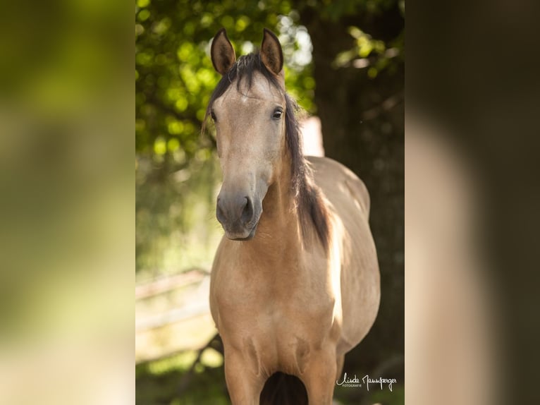 PRE Caballo castrado 2 años 168 cm Buckskin/Bayo in Feuchtwangen