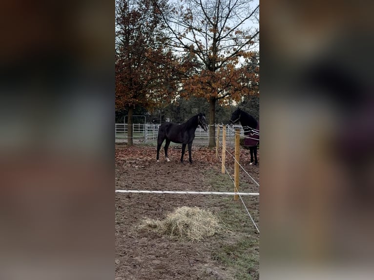 PRE Mestizo Caballo castrado 2 años 168 cm Tordo in WarendorfWarendorf