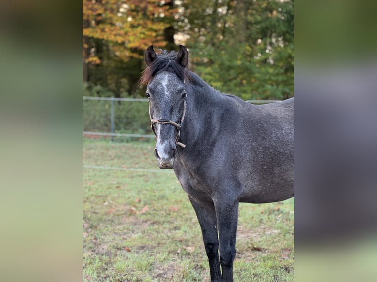 PRE Mestizo Caballo castrado 2 años 168 cm Tordo in WarendorfWarendorf