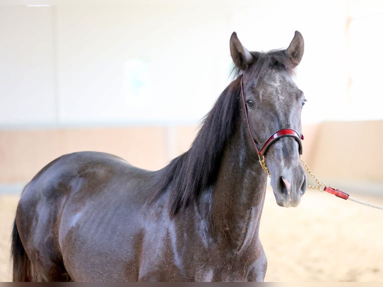 PRE Mestizo Caballo castrado 2 años 168 cm Tordo in WarendorfWarendorf