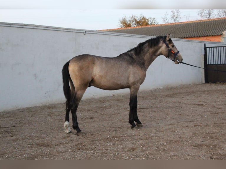 PRE Mestizo Caballo castrado 2 años Bayo in San Mateo De Gallego