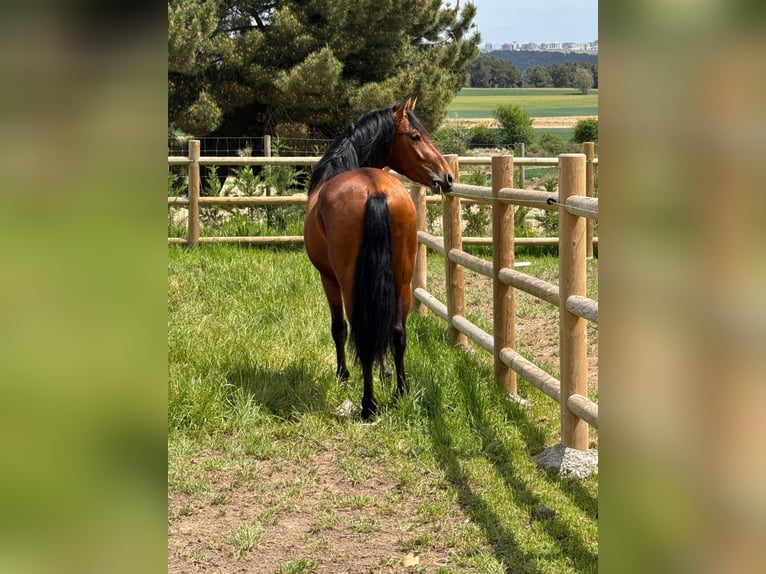 PRE Mestizo Caballo castrado 3 años 148 cm Castaño in Soria