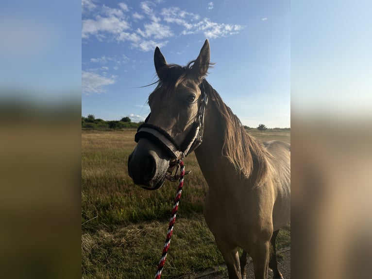PRE Mestizo Caballo castrado 3 años 150 cm Buckskin/Bayo in Garz