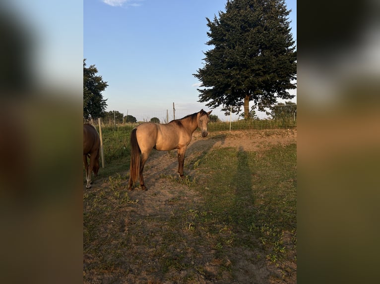 PRE Mestizo Caballo castrado 3 años 150 cm Buckskin/Bayo in Garz