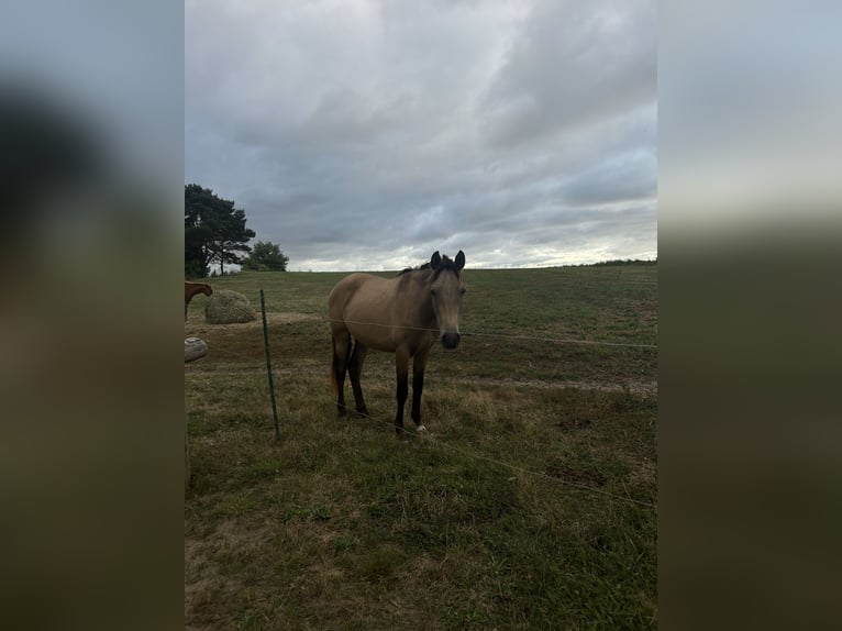 PRE Mestizo Caballo castrado 3 años 150 cm Buckskin/Bayo in Garz