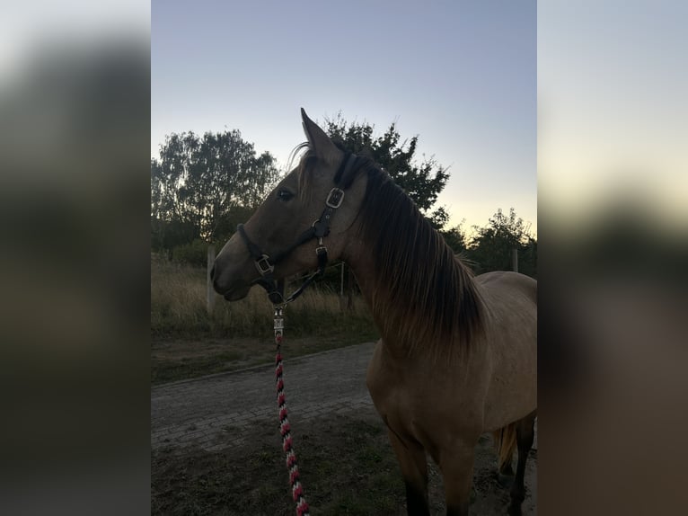 PRE Mestizo Caballo castrado 3 años 150 cm Buckskin/Bayo in Garz