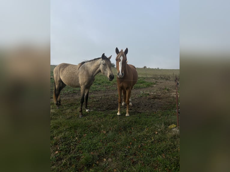 PRE Mestizo Caballo castrado 3 años 150 cm Buckskin/Bayo in Garz