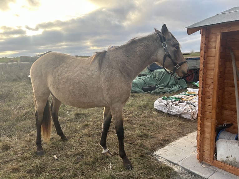 PRE Mestizo Caballo castrado 3 años 150 cm Buckskin/Bayo in Garz