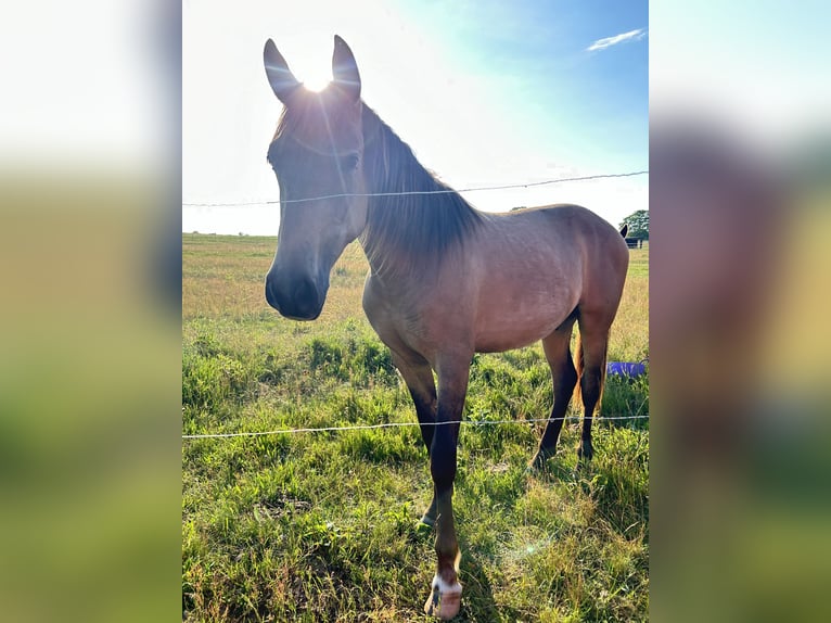 PRE Mestizo Caballo castrado 3 años 150 cm Buckskin/Bayo in Garz
