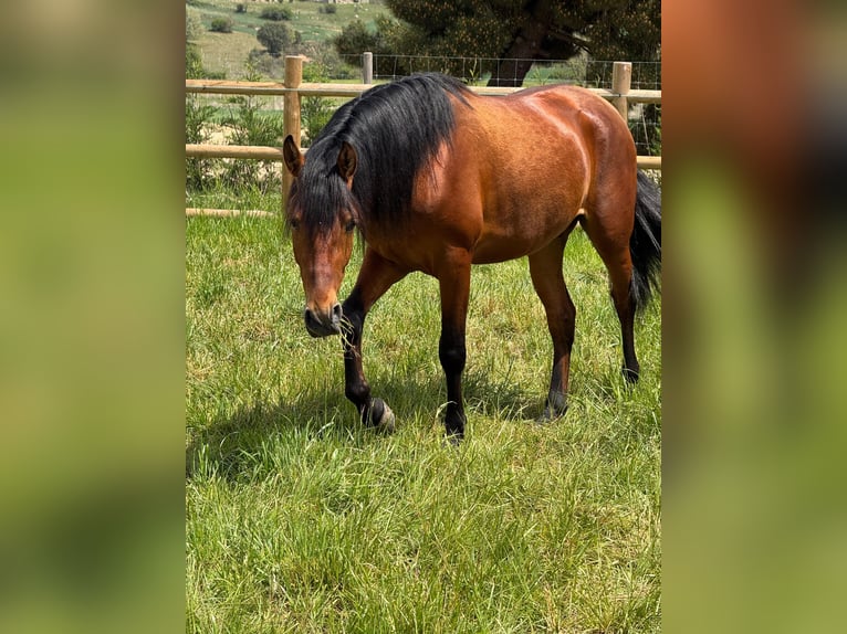 PRE Mestizo Caballo castrado 3 años 150 cm Castaño in Soria