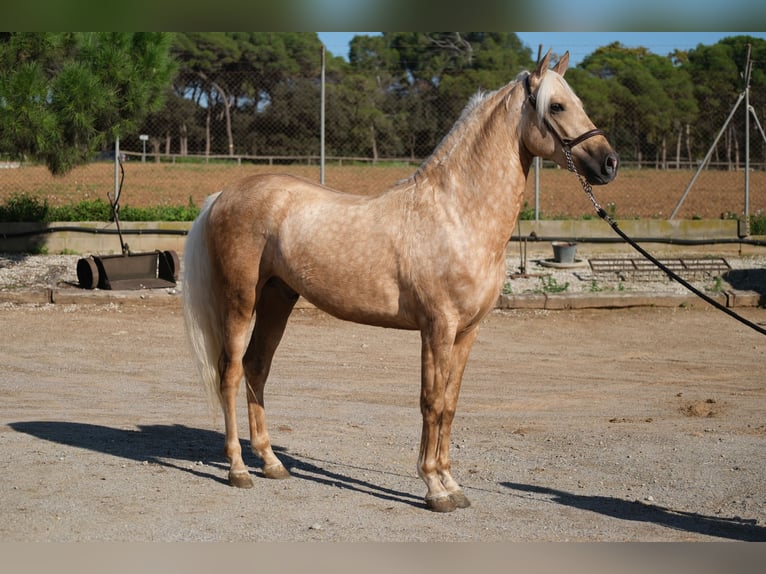 PRE Mestizo Caballo castrado 3 años 150 cm Palomino in Hamburg