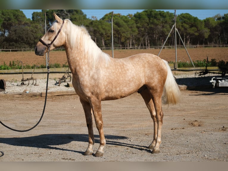 PRE Mestizo Caballo castrado 3 años 150 cm Palomino in Hamburg