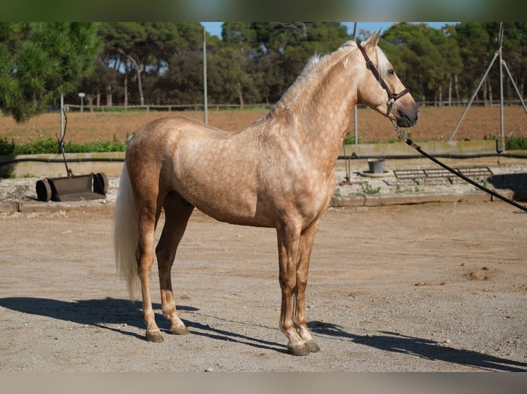 PRE Mestizo Caballo castrado 3 años 150 cm Palomino in Hamburg