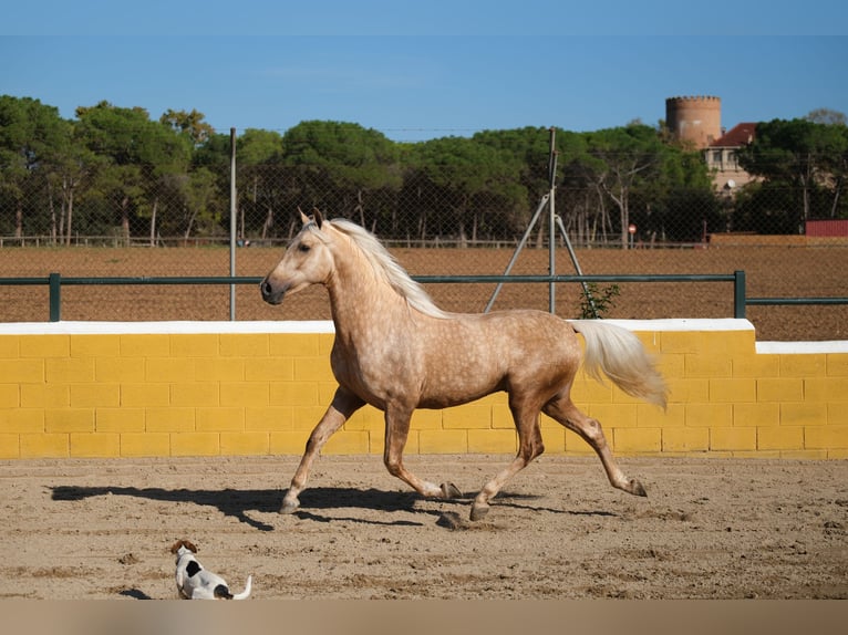 PRE Mestizo Caballo castrado 3 años 150 cm Palomino in Hamburg