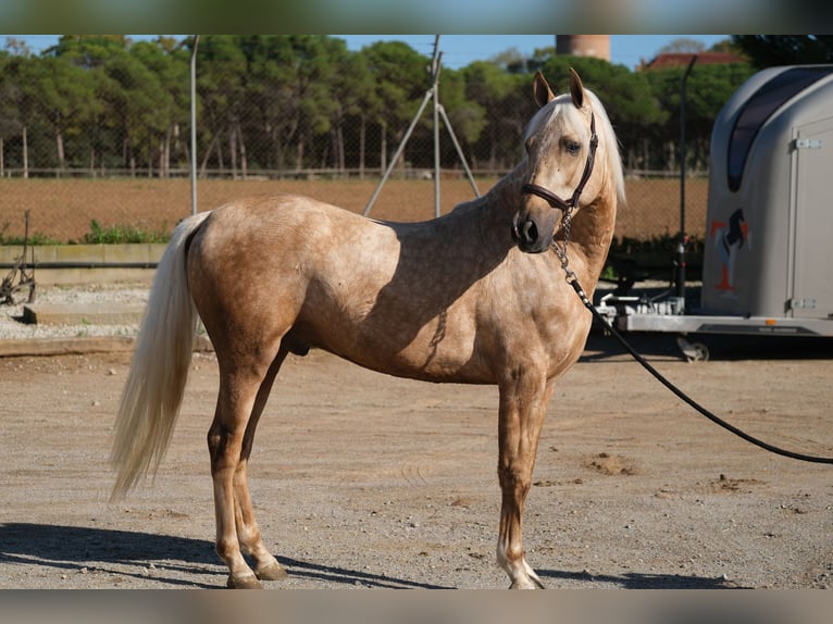 PRE Mestizo Caballo castrado 3 años 150 cm Palomino in Hamburg