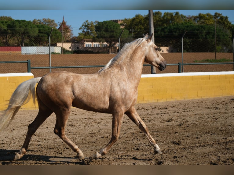 PRE Mestizo Caballo castrado 3 años 150 cm Palomino in Hamburg