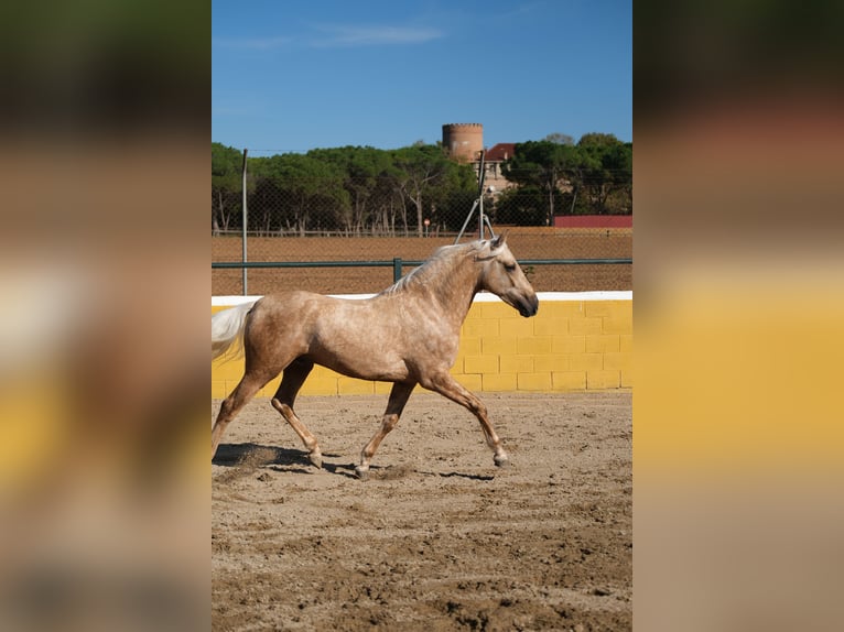 PRE Mestizo Caballo castrado 3 años 150 cm Palomino in Hamburg