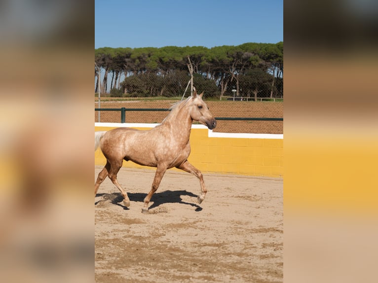 PRE Mestizo Caballo castrado 3 años 150 cm Palomino in Hamburg