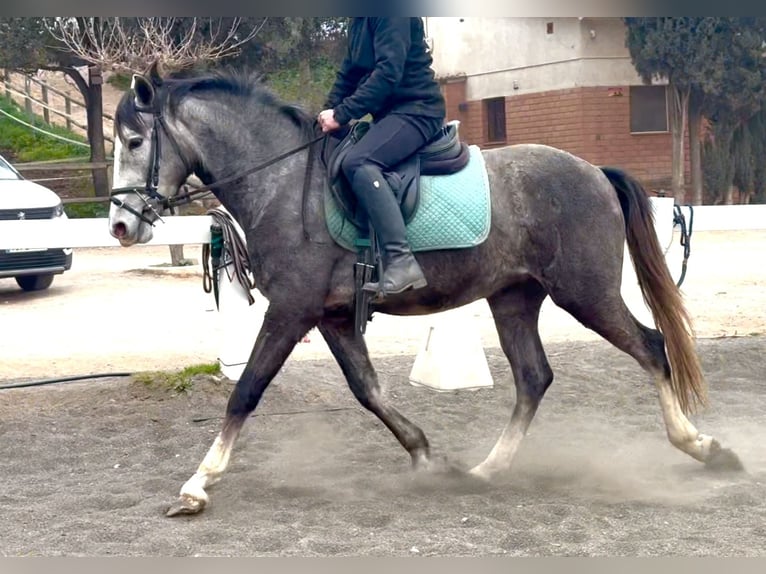 PRE Mestizo Caballo castrado 3 años 151 cm Tordo in Sant Miquel D&#39;Olerdola (Olerdola)