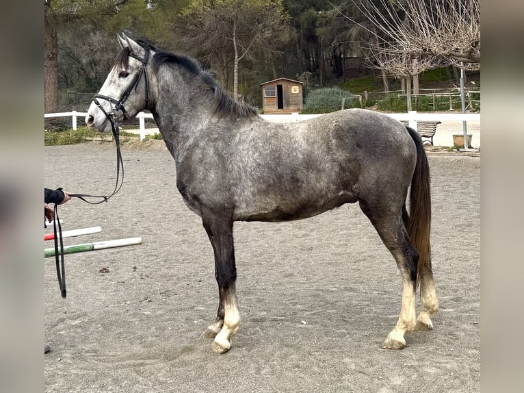 PRE Mestizo Caballo castrado 3 años 151 cm Tordo in Sant Miquel D&#39;Olerdola (Olerdola)