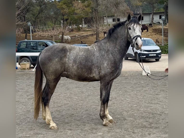 PRE Mestizo Caballo castrado 3 años 151 cm Tordo in Sant Miquel D&#39;Olerdola (Olerdola)