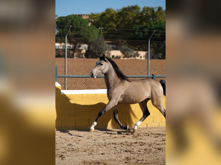 PRE Mestizo Caballo castrado 3 años 152 cm Bayo in Hamburg