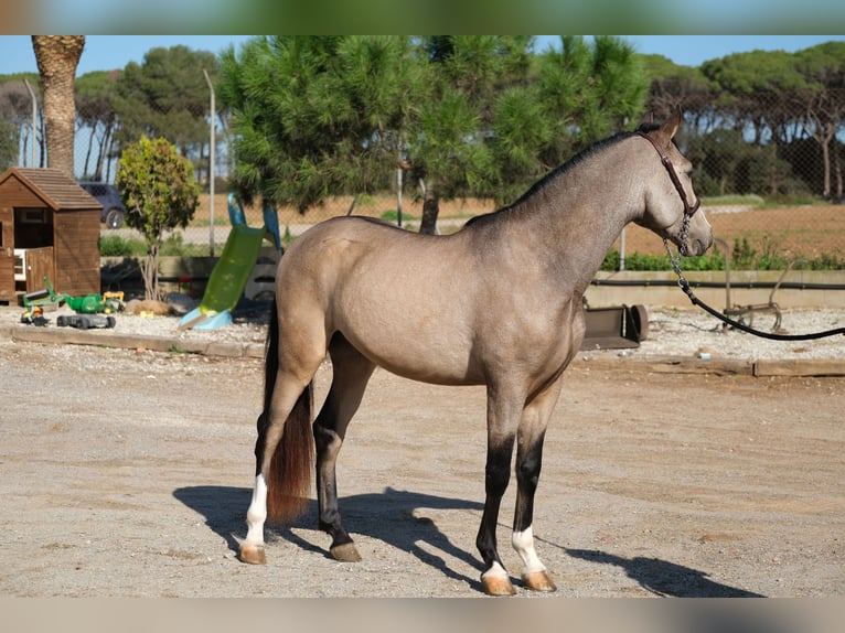 PRE Mestizo Caballo castrado 3 años 152 cm Bayo in Hamburg