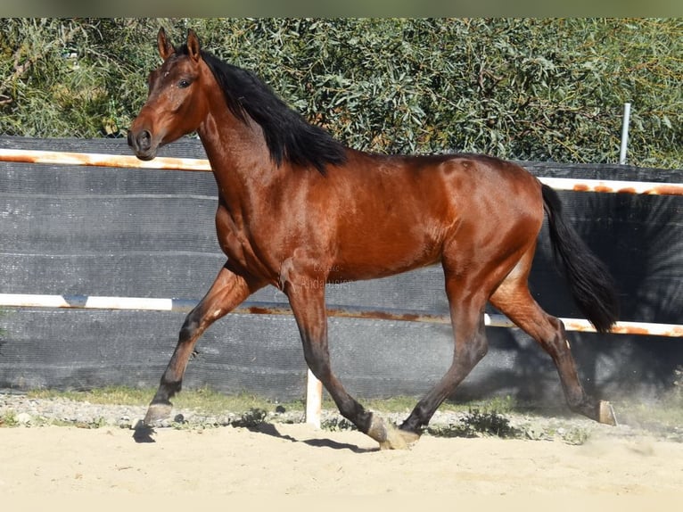 PRE Caballo castrado 3 años 152 cm Castaño in Provinz Malaga