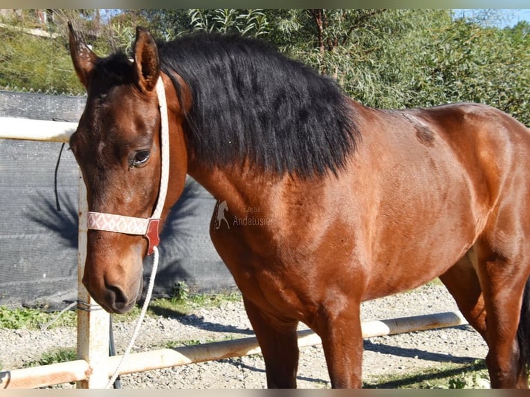 PRE Caballo castrado 3 años 152 cm Castaño in Provinz Malaga