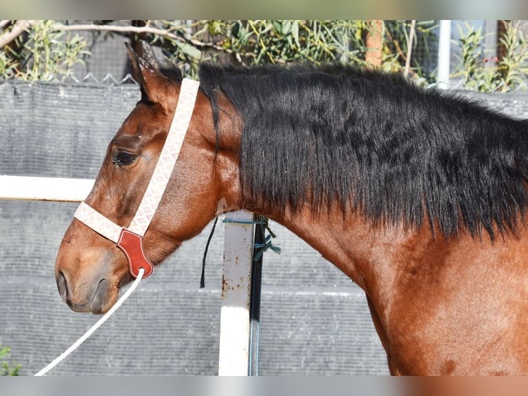 PRE Caballo castrado 3 años 152 cm Castaño in Provinz Malaga