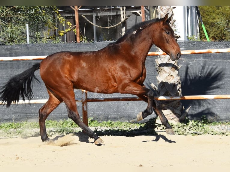 PRE Caballo castrado 3 años 152 cm Castaño in Provinz Malaga