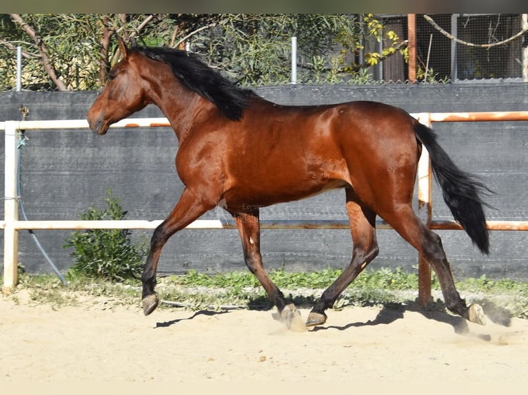 PRE Caballo castrado 3 años 152 cm Castaño in Provinz Malaga