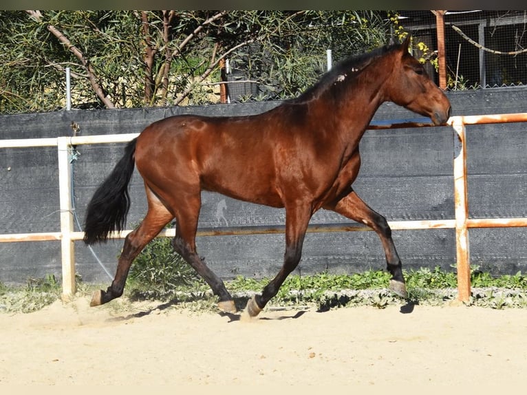 PRE Caballo castrado 3 años 152 cm Castaño in Provinz Malaga