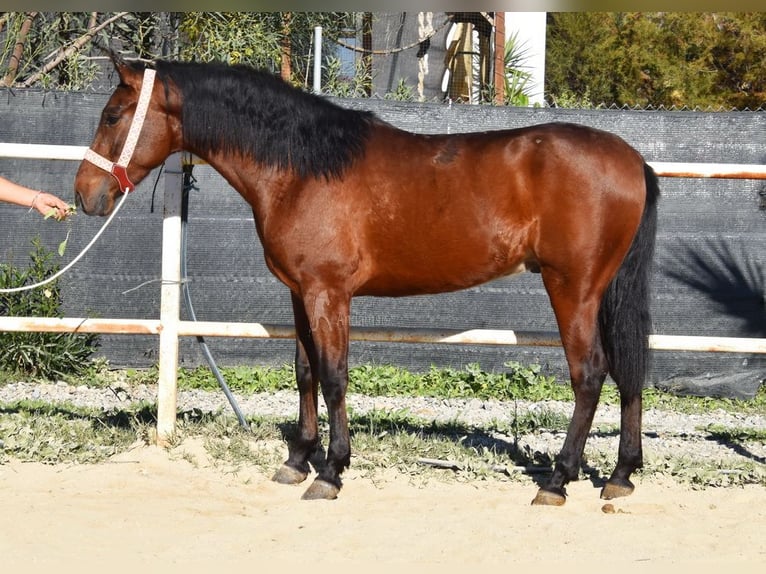 PRE Caballo castrado 3 años 152 cm Castaño in Provinz Malaga