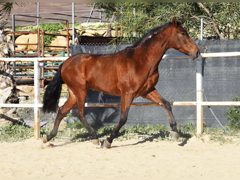 PRE Caballo castrado 3 años 152 cm Castaño in Provinz Malaga