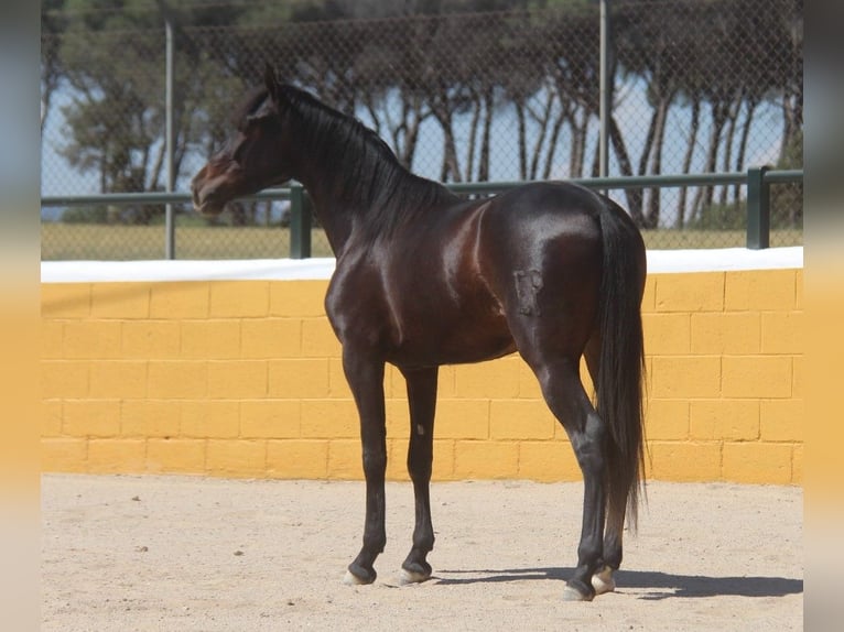 PRE Mestizo Caballo castrado 3 años 152 cm Castaño oscuro in Hamburg