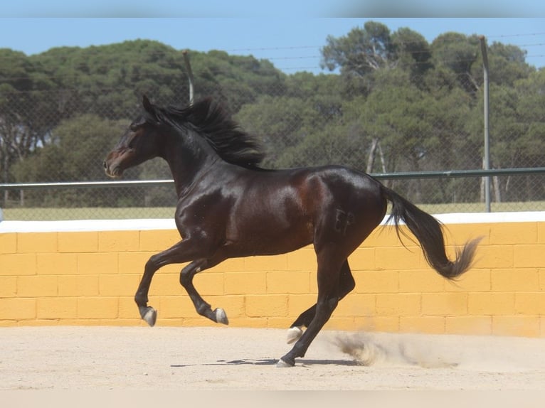 PRE Mestizo Caballo castrado 3 años 152 cm Castaño oscuro in Hamburg