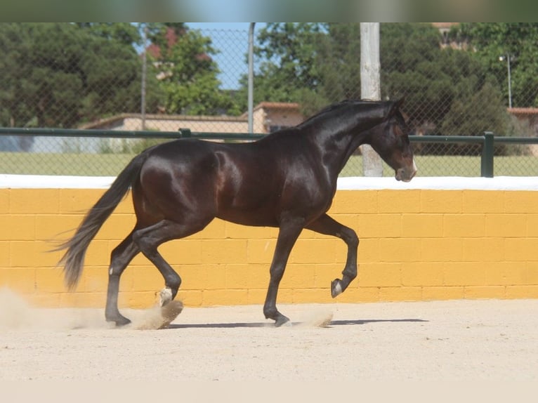 PRE Mestizo Caballo castrado 3 años 152 cm Castaño oscuro in Hamburg