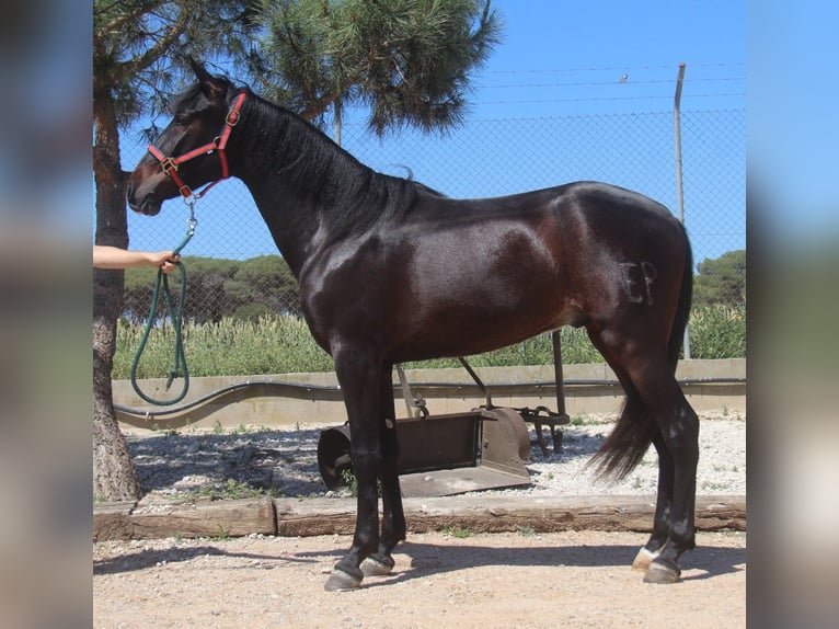PRE Mestizo Caballo castrado 3 años 152 cm Castaño oscuro in Hamburg