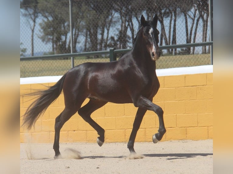 PRE Mestizo Caballo castrado 3 años 152 cm Castaño oscuro in Hamburg