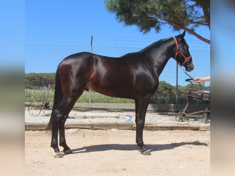 PRE Mestizo Caballo castrado 3 años 152 cm Castaño oscuro in Hamburg