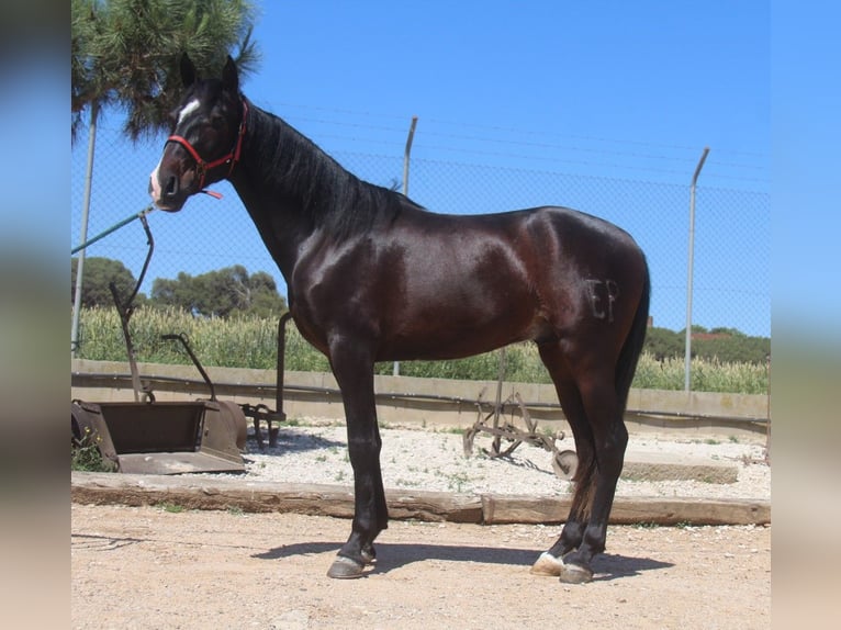 PRE Mestizo Caballo castrado 3 años 152 cm Castaño oscuro in Hamburg