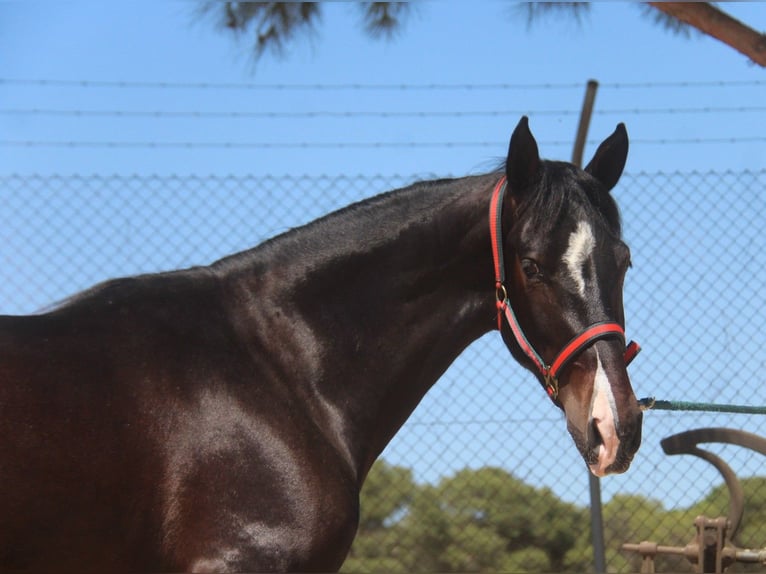 PRE Mestizo Caballo castrado 3 años 152 cm Castaño oscuro in Hamburg