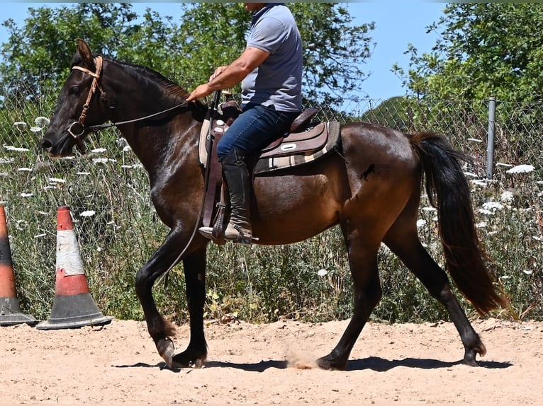 PRE Mestizo Caballo castrado 3 años 152 cm Negro in Mallorca