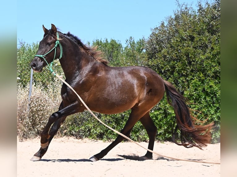 PRE Mestizo Caballo castrado 3 años 152 cm Negro in Mallorca