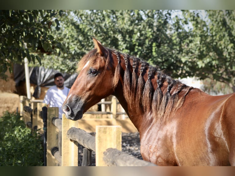 PRE Caballo castrado 3 años 153 cm Castaño in Monforte del Cid