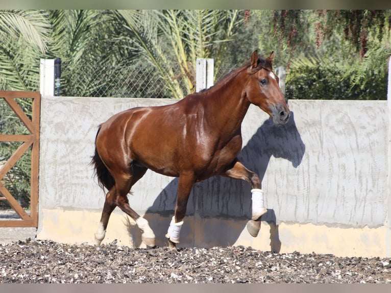 PRE Caballo castrado 3 años 153 cm Castaño in Monforte del Cid