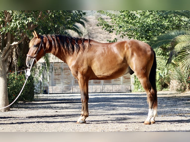 PRE Caballo castrado 3 años 153 cm Castaño in Monforte del Cid