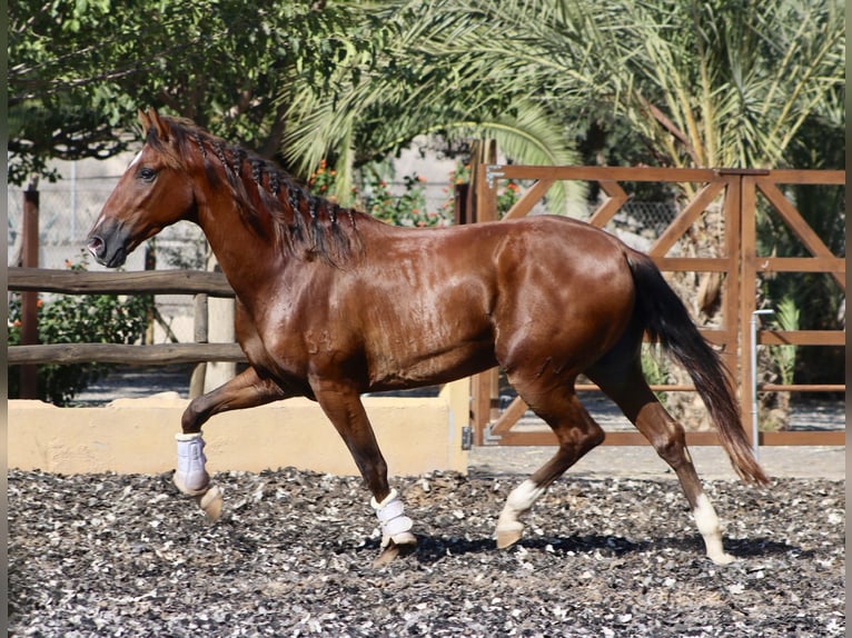 PRE Caballo castrado 3 años 153 cm Castaño in Monforte del Cid