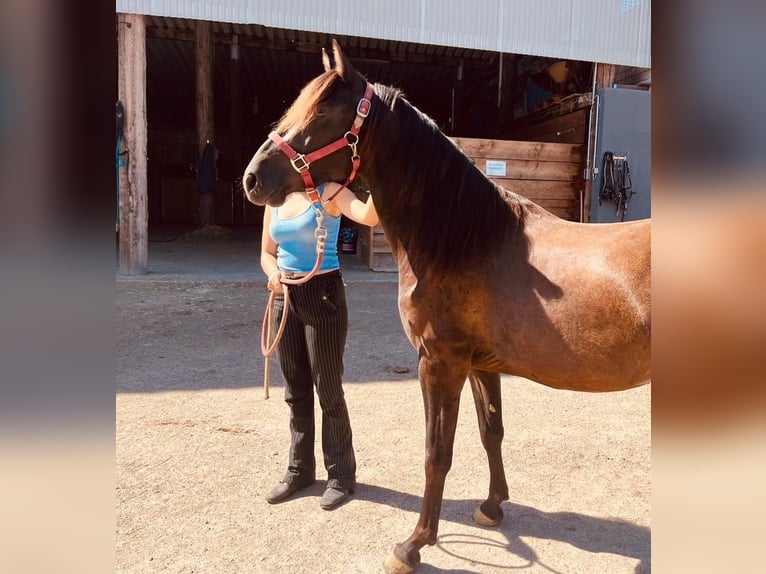 PRE Caballo castrado 3 años 153 cm Negro in InzlingenInzlingen